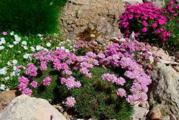 Обаятельная малышка Армерия: средиземноморский колорит в Вашем саду