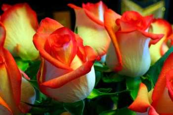 Все о розах от легенды до символического языка цветов