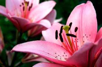 Лилии - нарядные красавицы