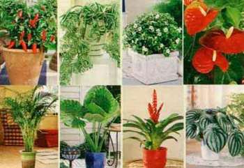 Комнатные растения и уход за ними