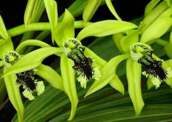 Душистая орхидея Целогина