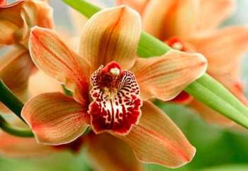 Капризная красавица орхидея