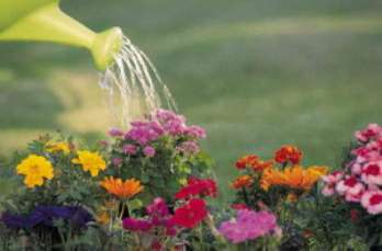 Основные правила полива растений на участке