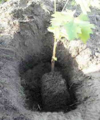 Как подготовить почву для посадки винограда