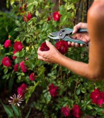 Летняя обрезка роз и декоративных кустарников