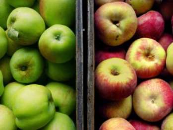 Какие условия необходимы для хранения яблок