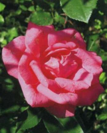 Составление композиций из цветов роз в саду