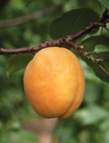 Характеристика деревьев абрикоса по восприимчивости к регуляторам роста