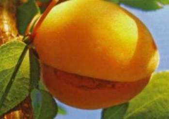Почему кожура абрикоса и персика трескается