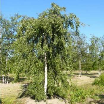 Береза повислая – описание древесного растения, которое предпочтительно высаживать весной