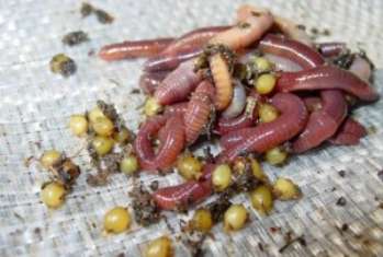 Калифорнийские черви – разведение для успешного приготовления вермигрунта