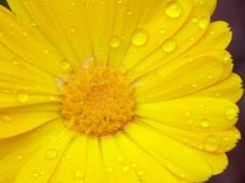 Календула - солнечный цветок
