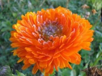 Календула - солнечный цветок