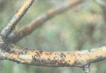 Клитрисовый и чёрный некроз коры дуба