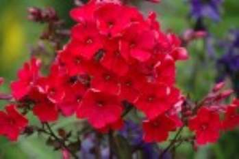 Флокс метельчатый – растение, цветущее летом