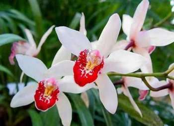 Как правильно удобрять орхидеи