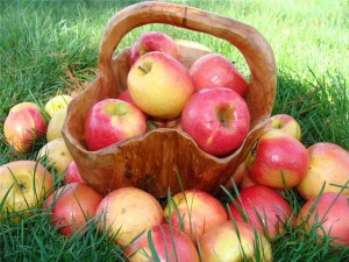 Закладка яблок и груш на зимнее хранение
