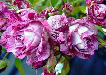 Исцеляющая роза – полезные свойства роз