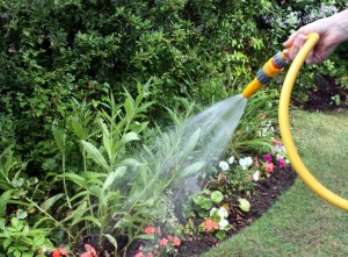 Как часто поливать растения
