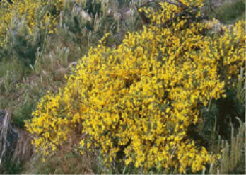 Саротамнус - древесное растение, которое лучше высаживать весной