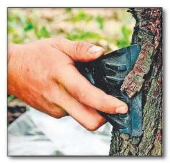 Виды повреждений деревьев и их защита