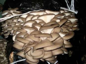 Как выращивать грибы вешенки на пнях и субстрате