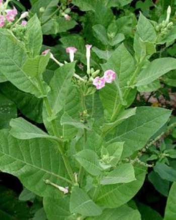 Секреты выращивания табака на садовом участке