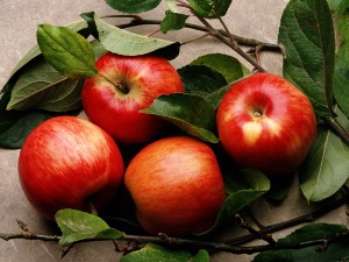 Какова зависимость урожая яблонь от листьев