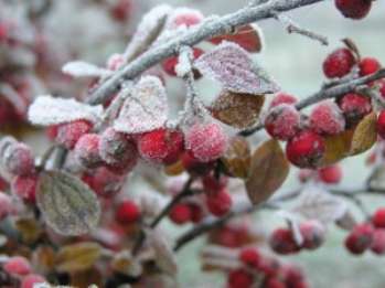 Особенности влияния существующих видов заморозков на растения