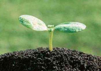 Роль органических удобрений в воспроизводстве плодородия почвы