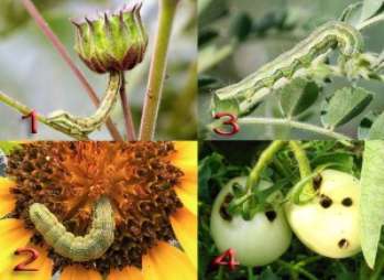 Типы повреждений растений сосущими насекомыми-вредителями