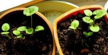 Выращивание_из_семян_комнатных_растений