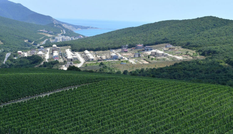 rossijskie-vinodely-nachali-sbor-vinograda-ranshe-iz-za-zharkogo-leta-626fd51