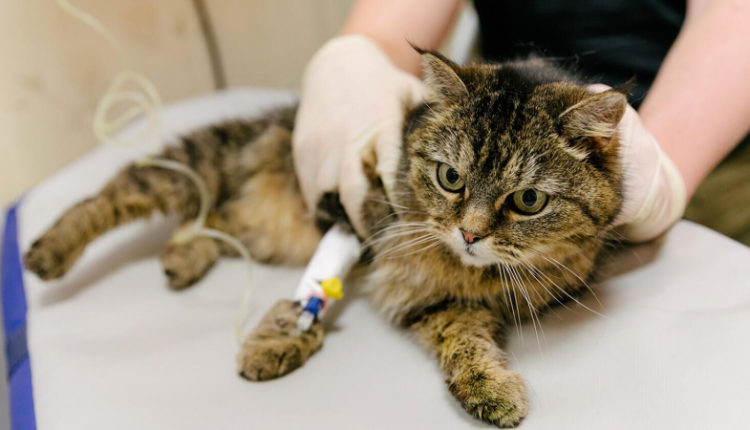 v-priamure-veterinarnaja-laboratorija-poluchila-status-mezhdunarodnoj-c8c1526