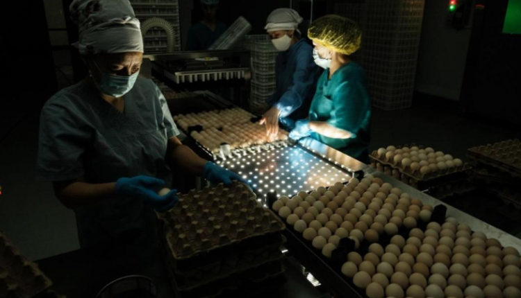 inkubator-na-30-mln-jaic-v-god-zapustili-v-zhambylskoj-oblasti-a8e859f